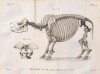 Cuvier 1822 Javan skeleton
