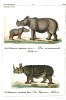 Reichenbach 1846 Sumatran