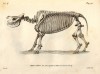 Cuvier 1825 Skeleton bicornis