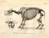 Cuvier 1825 Skeleton sondaicus