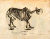 Cuvier 1825 Skeleton unicornis