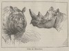 Chasse Illustree 1875 Rhino heads