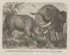 Reid 1848 Rhino and Elephant