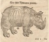 Munster 1574 Rhinoceros