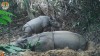Javan rhino birth - February 2023