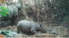 Javan rhino baby 2023