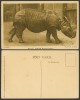 Indian Rhino postcard by Bond