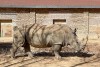 Rhinoceros at Zhengzhou Zoo
