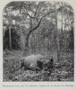 Katanga 1910 rhino hunt