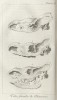 Faujas 1803 fossil rhino skulls