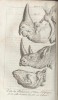 Faujas 1803 rhino heads