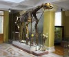 Paraceratherium (Indricotherium) transouralicum M. Pavlova, 1922, Museum of Nature, Almaty