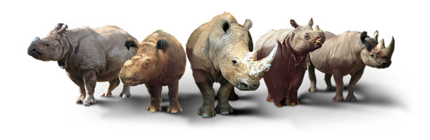 RRC: Rhino Species